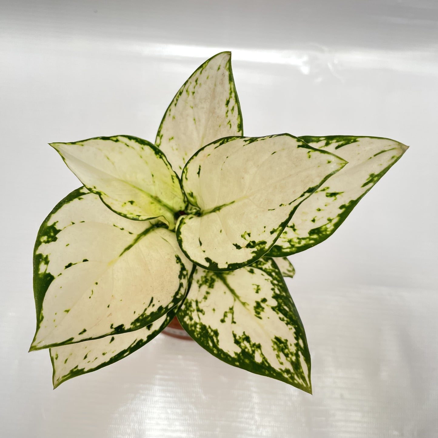 White aglonaema in terracotta pot