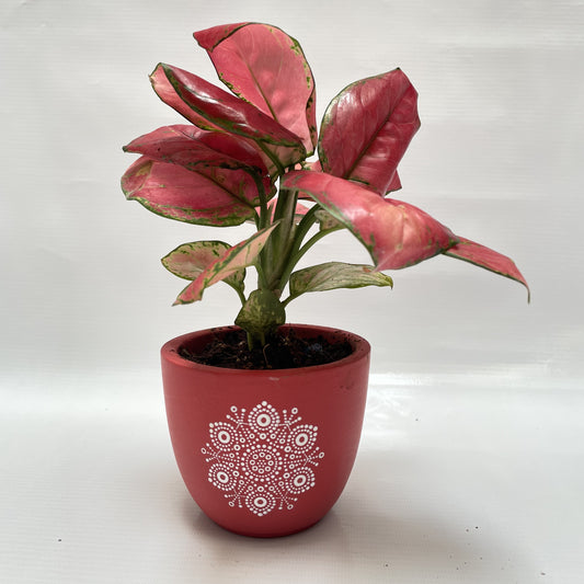 Red aglonaema in 4inch terracotta pot