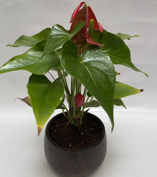 Red anthurium in ceramic pot
