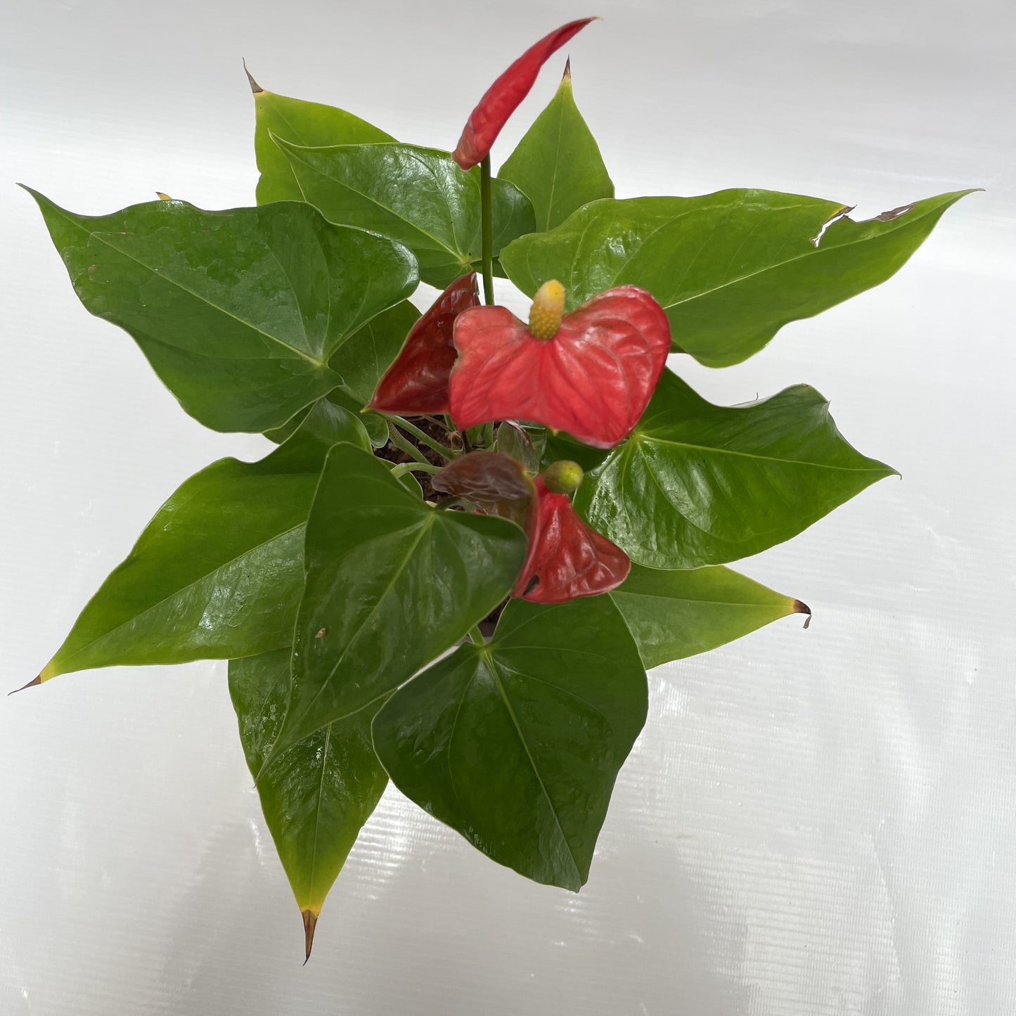 Red anthurium in ceramic pot