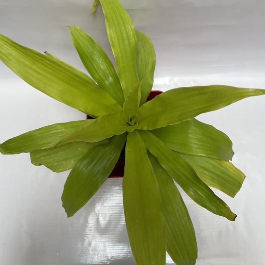 dracaena gold in plastic 6inch pot