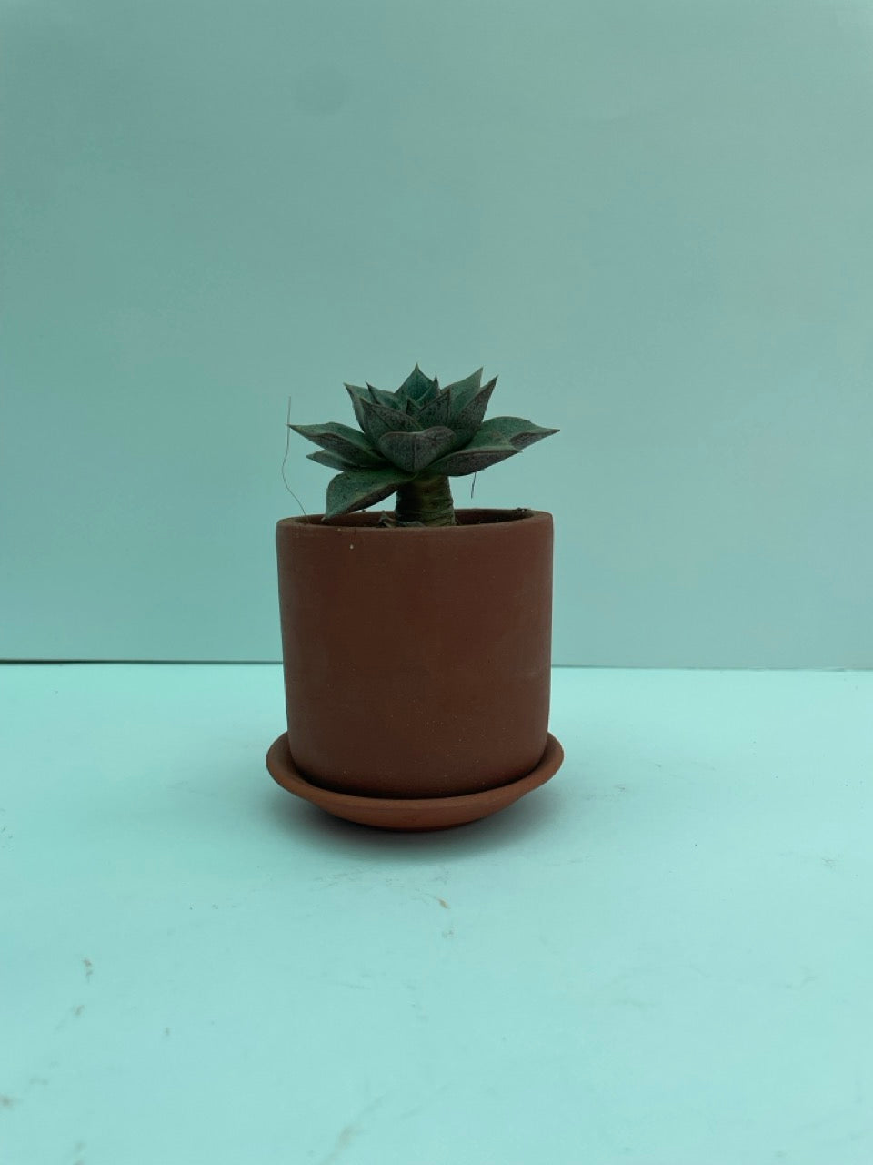 Succulent in terracotta pot