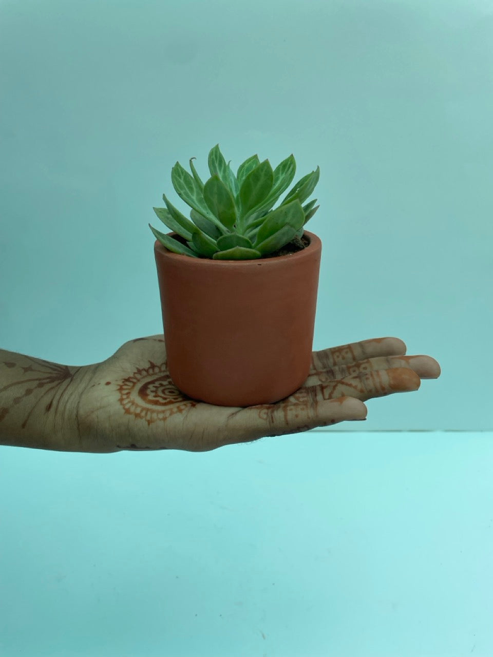 Succulent in terracotta pot