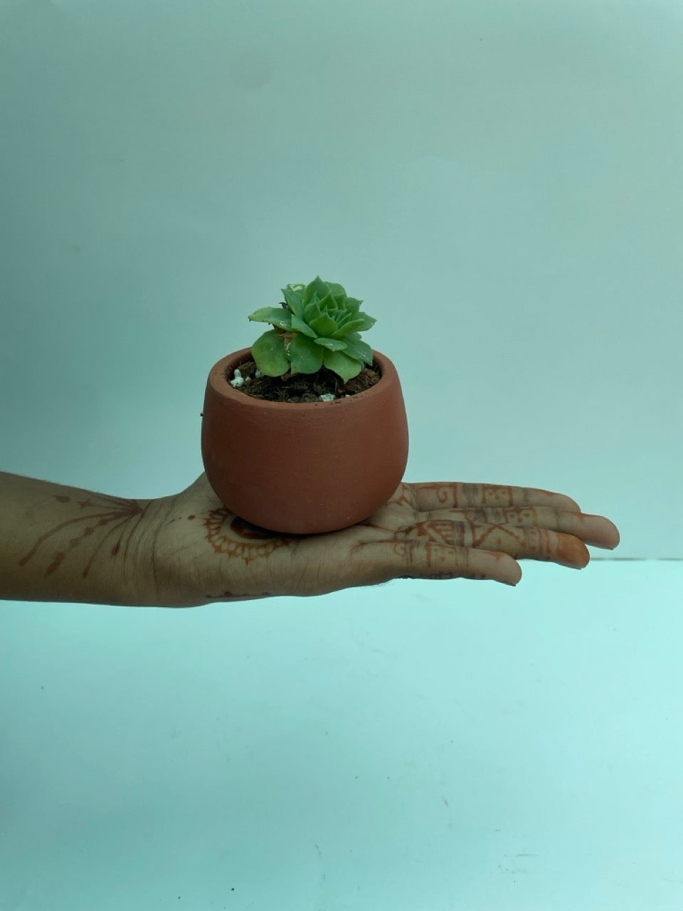 Succulent in terracotta pot