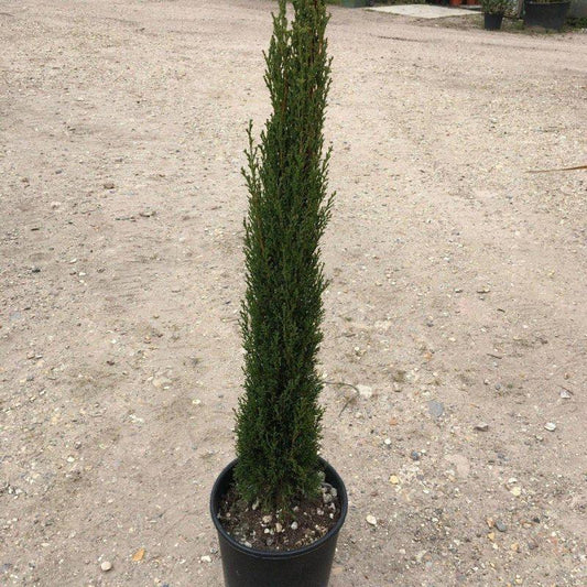 Italian Cypress (Cupressus sempervirens) plant BIG in 8inch pot- 3ft+ height