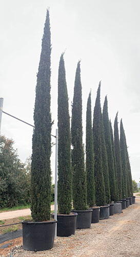 Italian Cypress (Cupressus sempervirens) plant 4inch pot- 1ft+ height