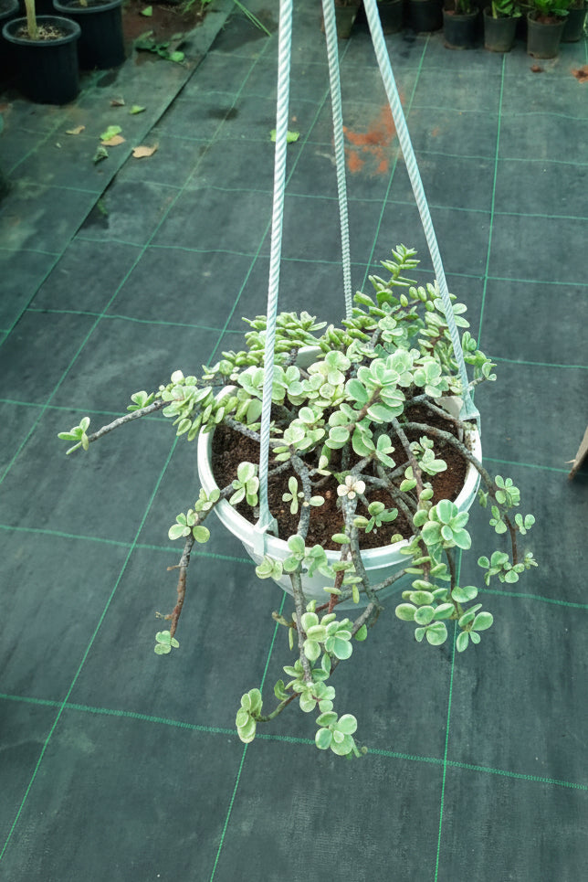 Hanging plant in a pot on a grid background