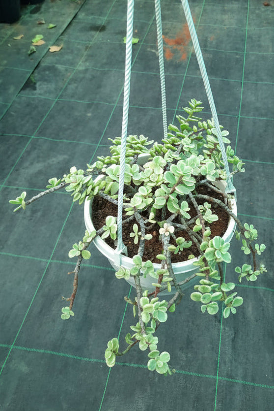 Hanging plant in a pot on a grid background