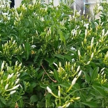 Jaji Malli in 5inch pot