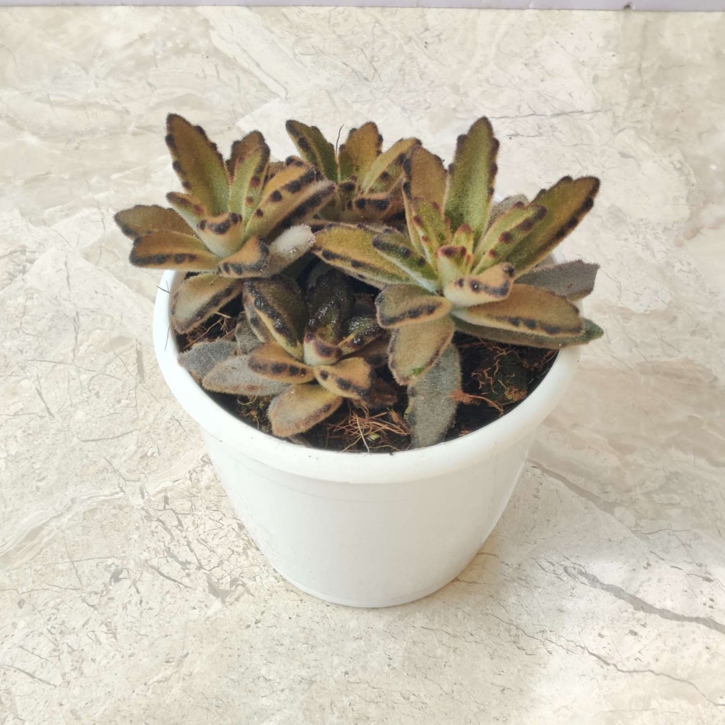 Kalanchoe Tormentosa Panda Plant brown in 7cm pot