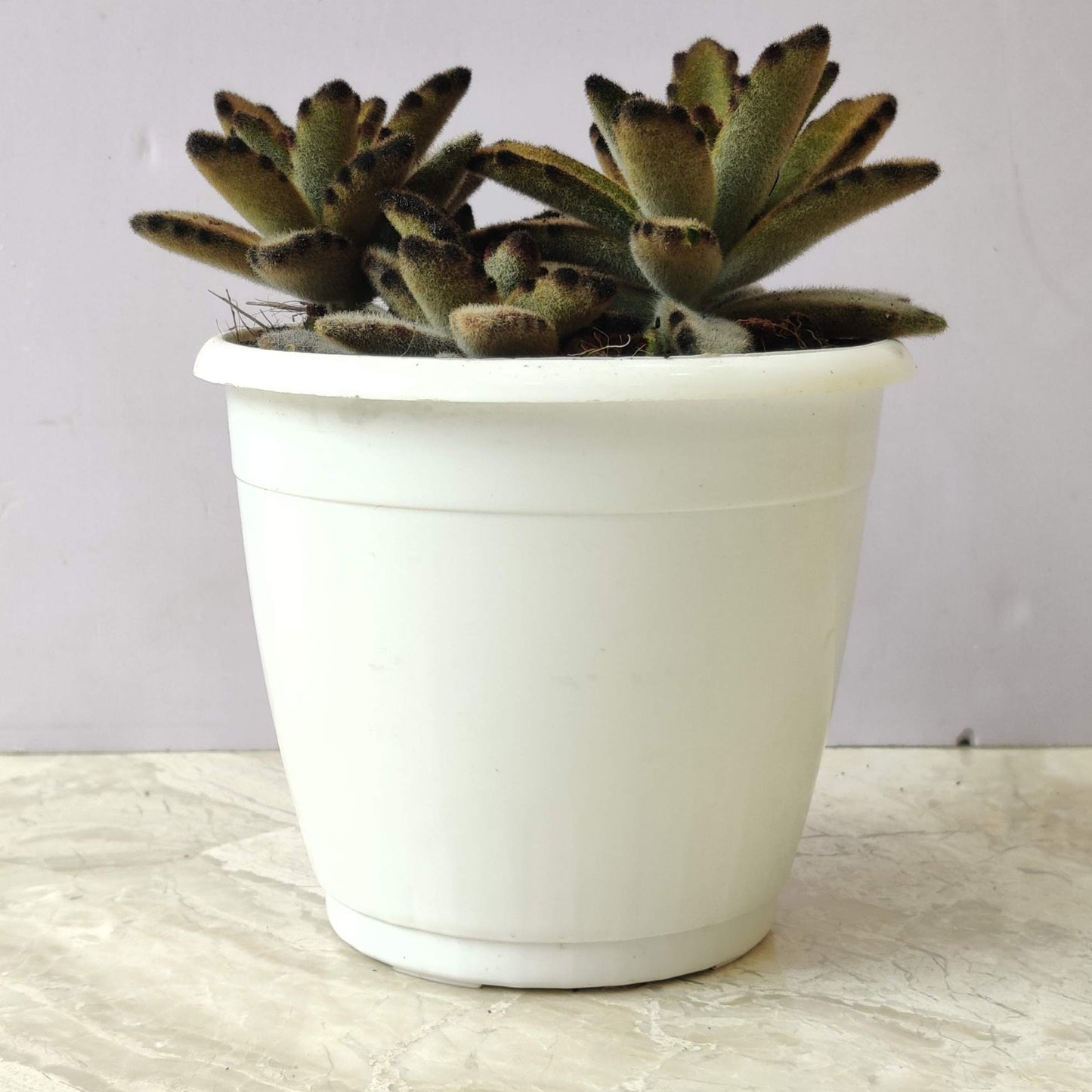 Kalanchoe Tormentosa Panda Plant brown in 7cm pot