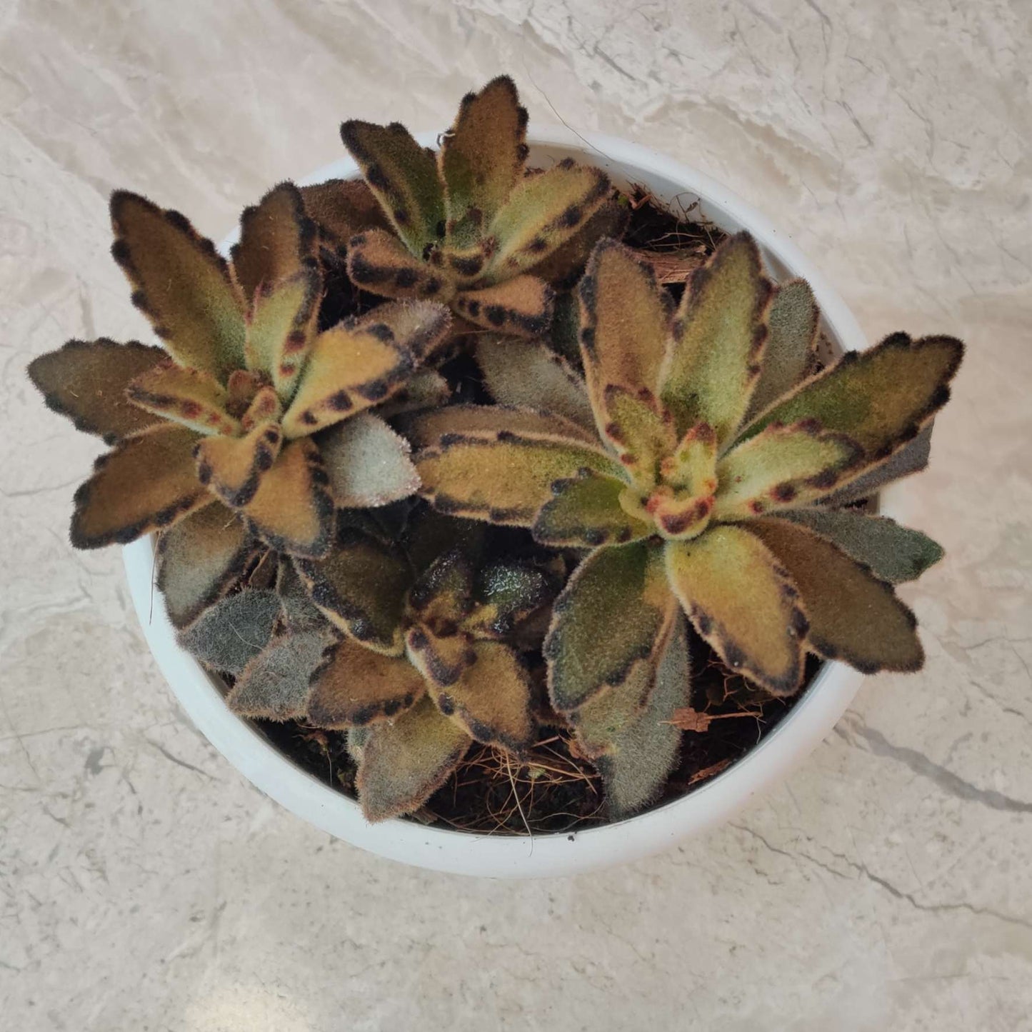 Kalanchoe Tormentosa Panda Plant brown in 7cm pot