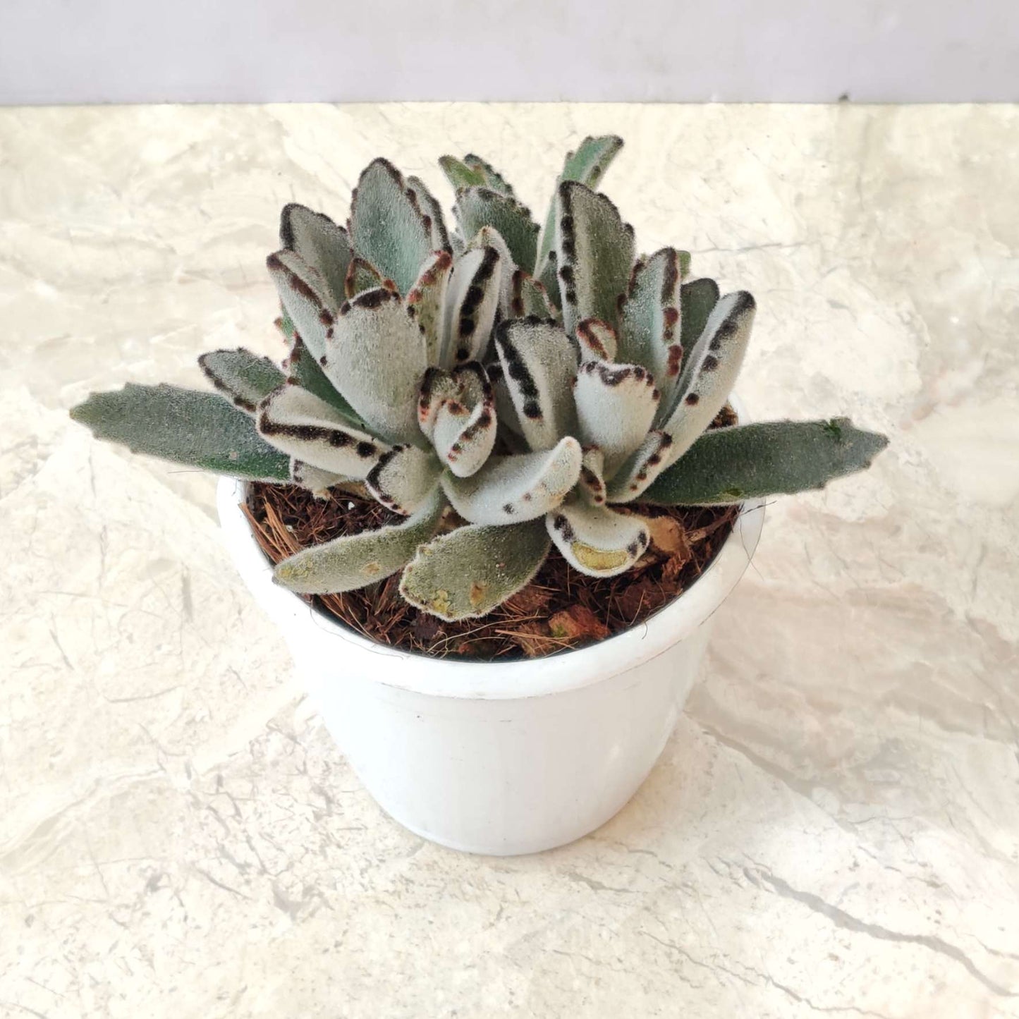 Kalanchoe Tormentosa Panda Plant in 12cm pot