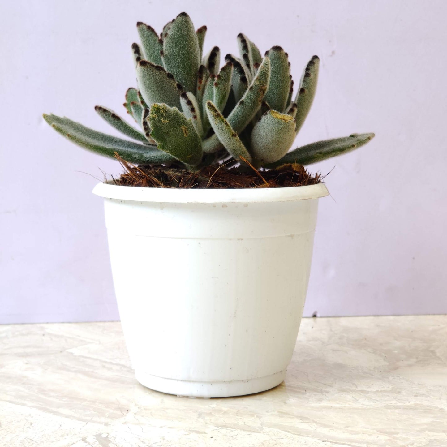 Kalanchoe Tormentosa Panda Plant in 12cm pot