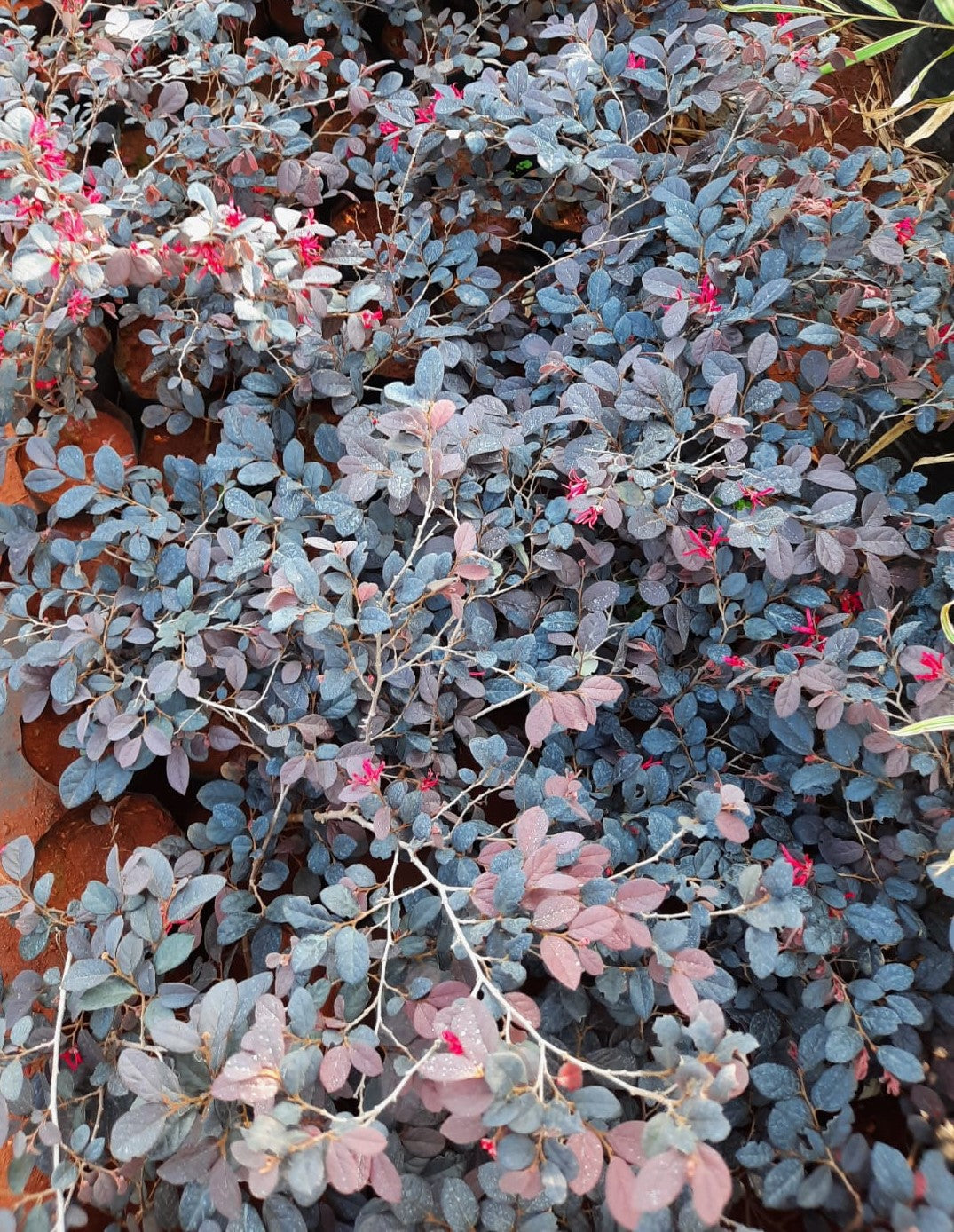 Loropetalum /Chinese Fringe Flower in 4inch pot