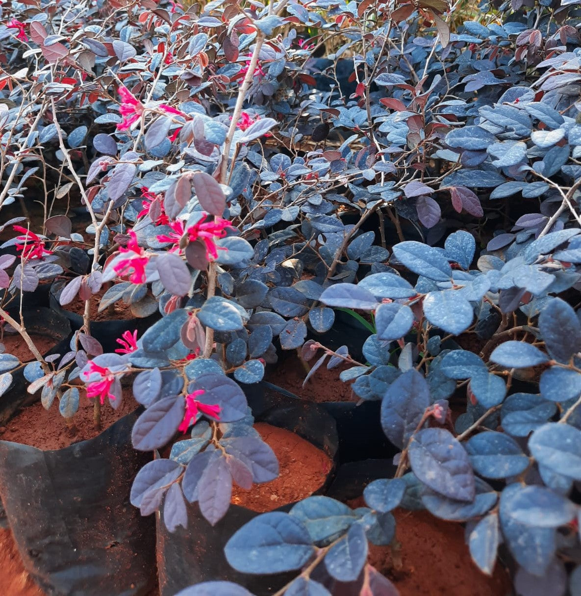 Loropetalum /Chinese Fringe Flower in 4inch pot