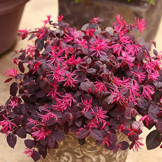 Loropetalum /Chinese Fringe Flower in 4inch pot