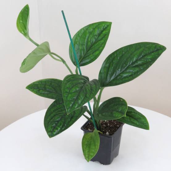 Monstera Peru in 4 inch pot