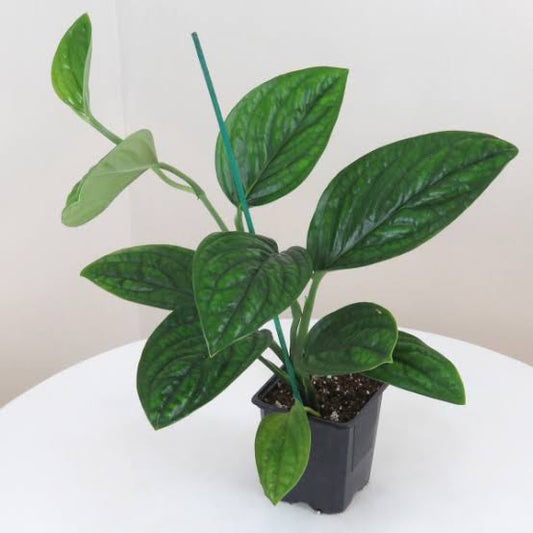 Monstera Peru in 4 inch pot