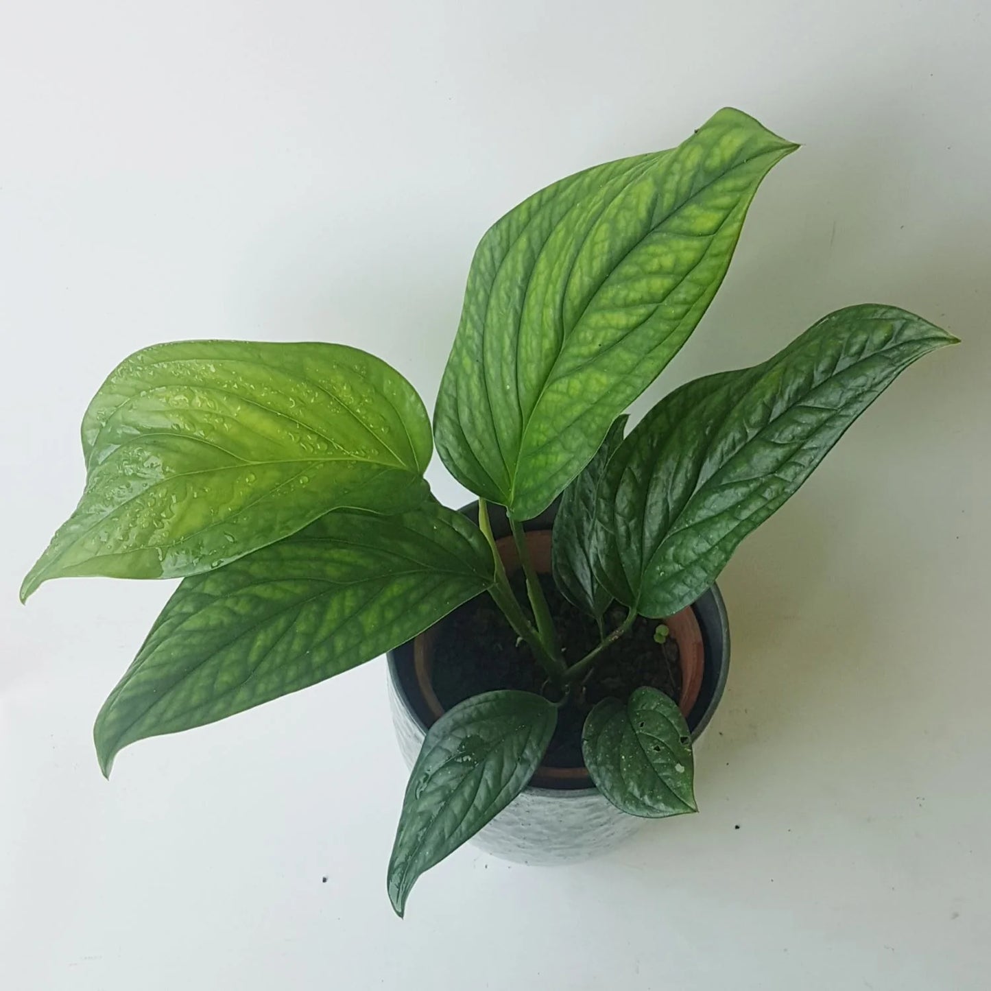 Monstera Peru in 4 inch pot