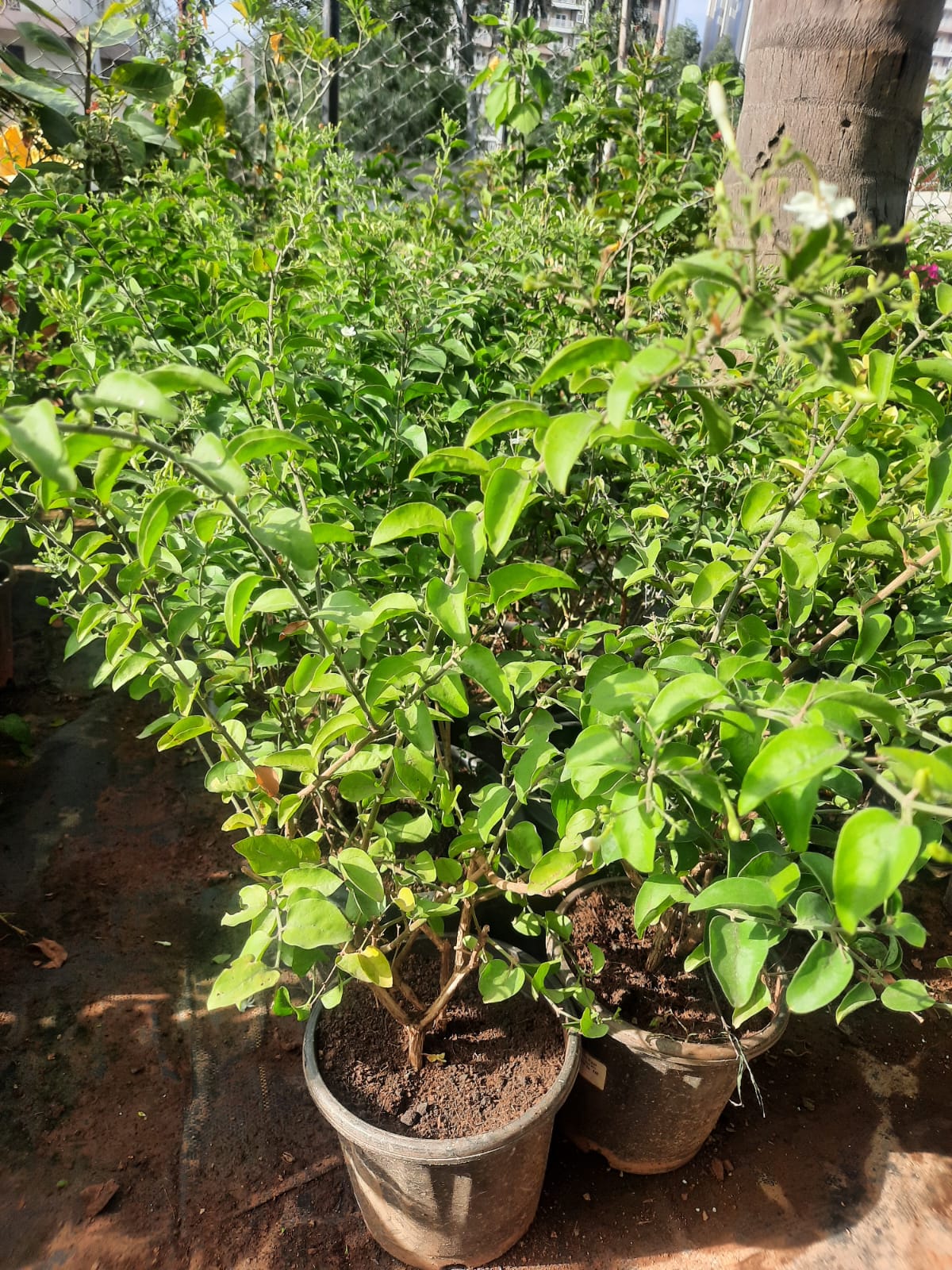 Jasmine (Nitya Malli) big in 8inch pot