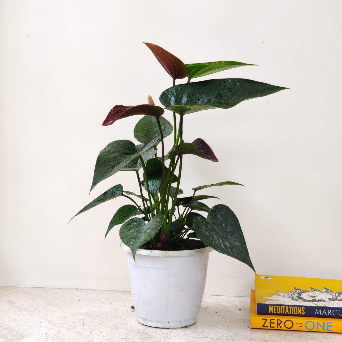 Anthurium brown plant in 4inch pot