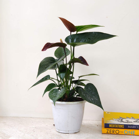 Anthurium brown plant