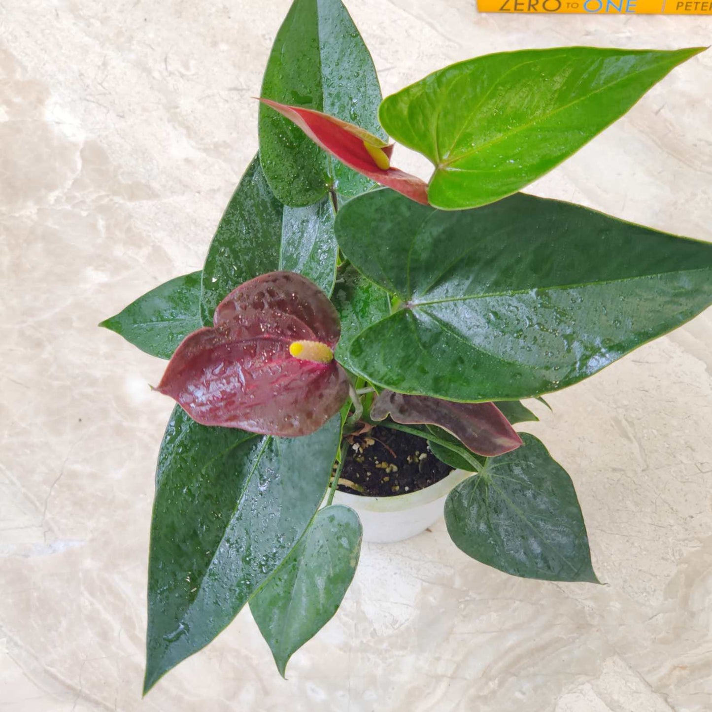 Anthurium brown plant in 4inch pot