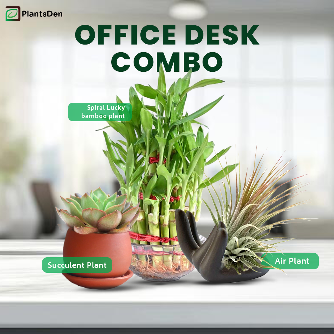 Office Desk Combo - Lucky Bamboo 3 layer, Succulent and Air Plant (without stand)