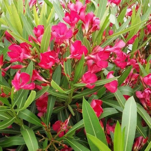 oleander 1 to 2 feet in 6inch pot