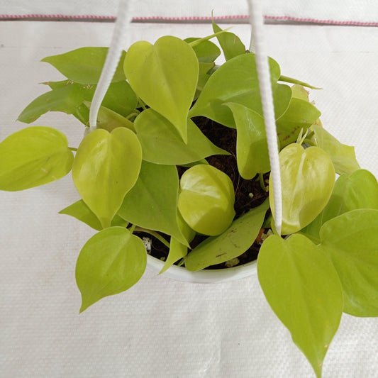 Philodendron Golden in 15cm Hanging pot