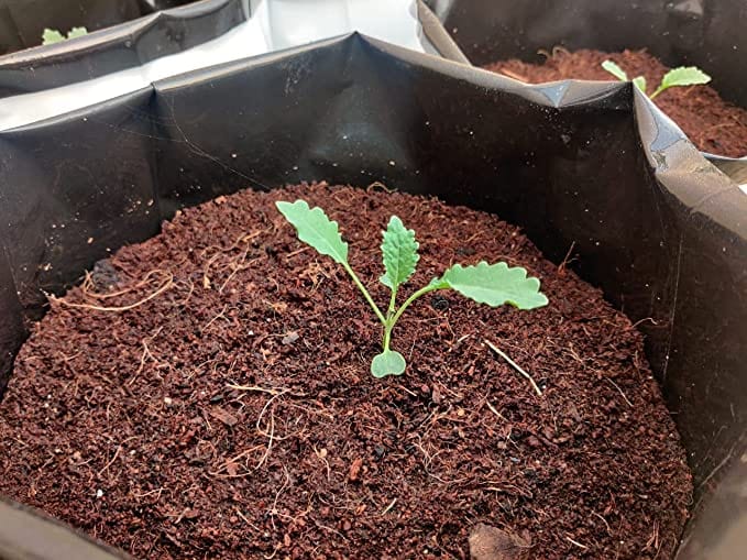 Cocopeat Block