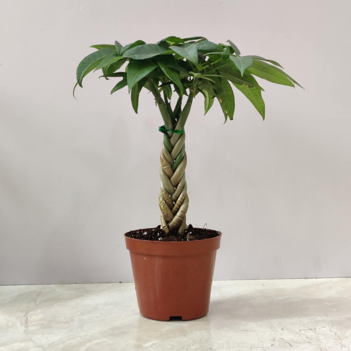 Pachira Macrocarpa ‘Money Tree Bonsai’ 10 cm pot