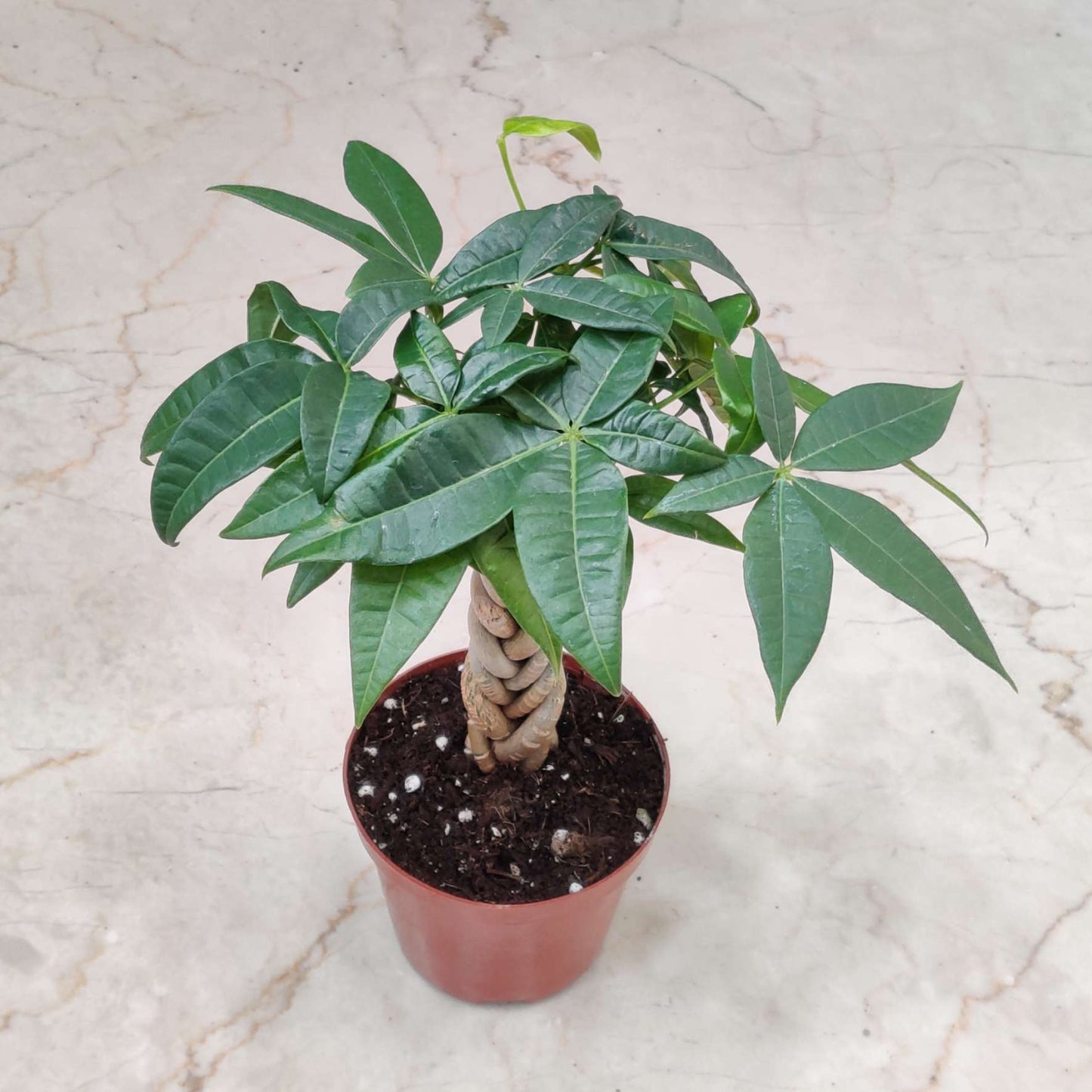 Pachira Macrocarpa ‘Money Tree Bonsai’ 10 cm pot