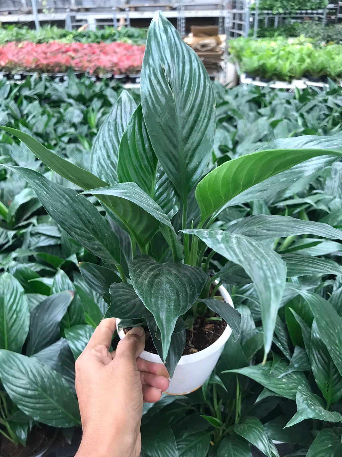 Peace lily plant medium in 12cm pot
