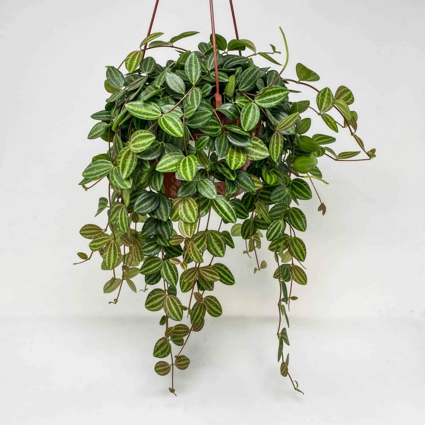 Peperomia Angulata in 12cm pot