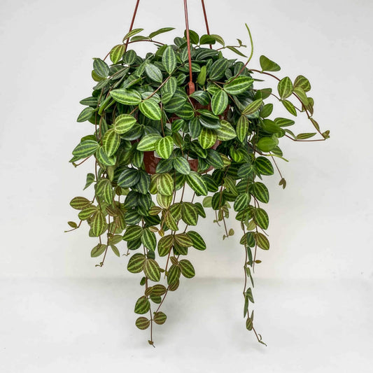 Peperomia Angulata in 12cm hanging pot