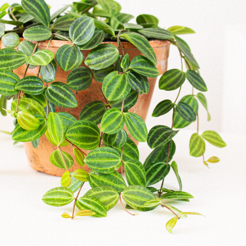 Peperomia Angulata in 12cm pot