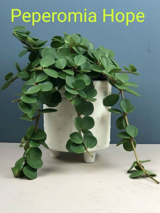Peperomia Hope in 6inch hanging pot