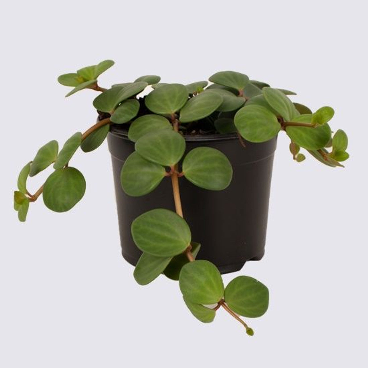 Peperomia Hope in 6inch hanging pot