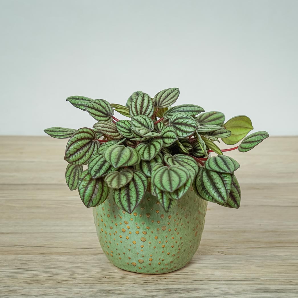 Peperomia Piccolo Banda