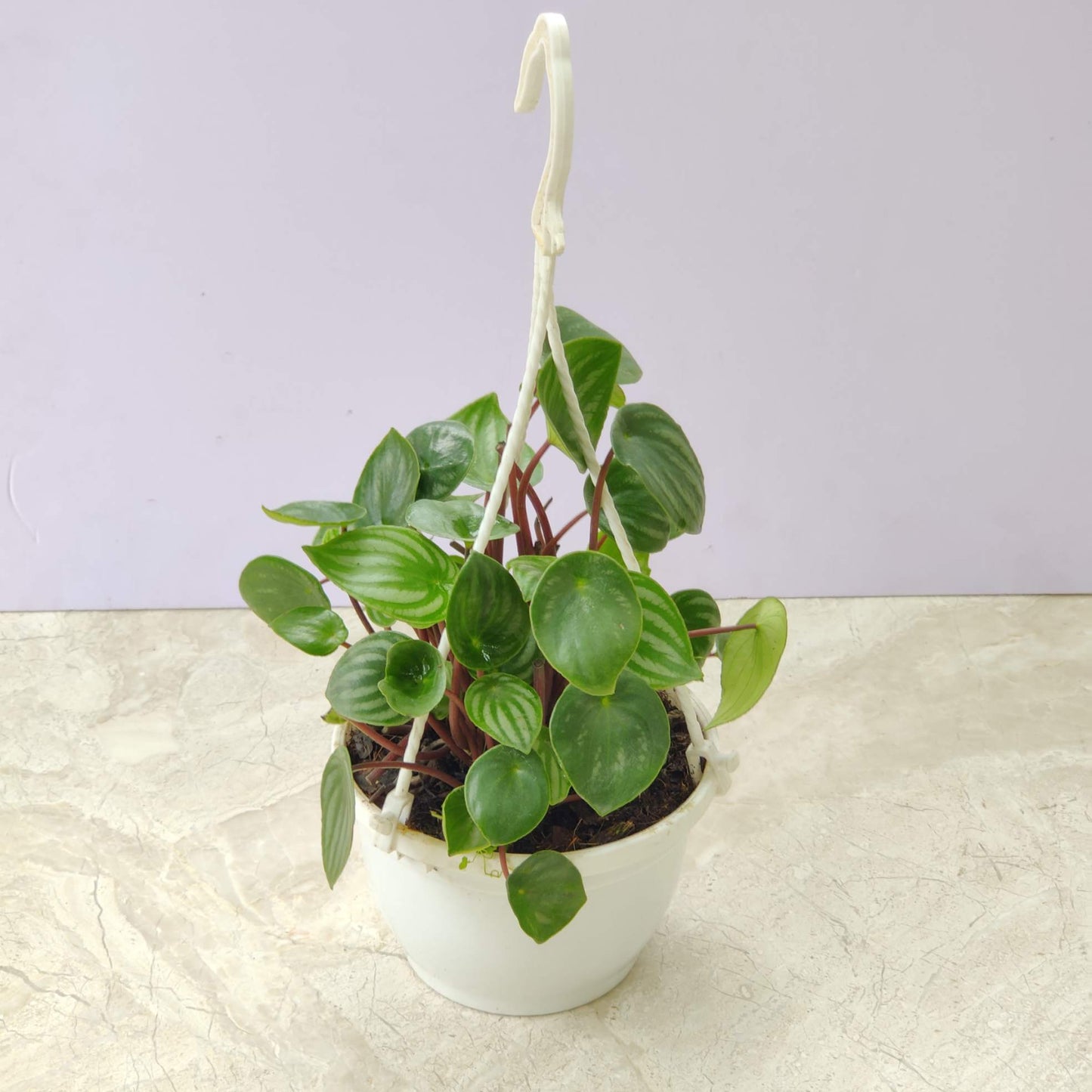 Peperomia Watermelon Hanging 15 cm pot