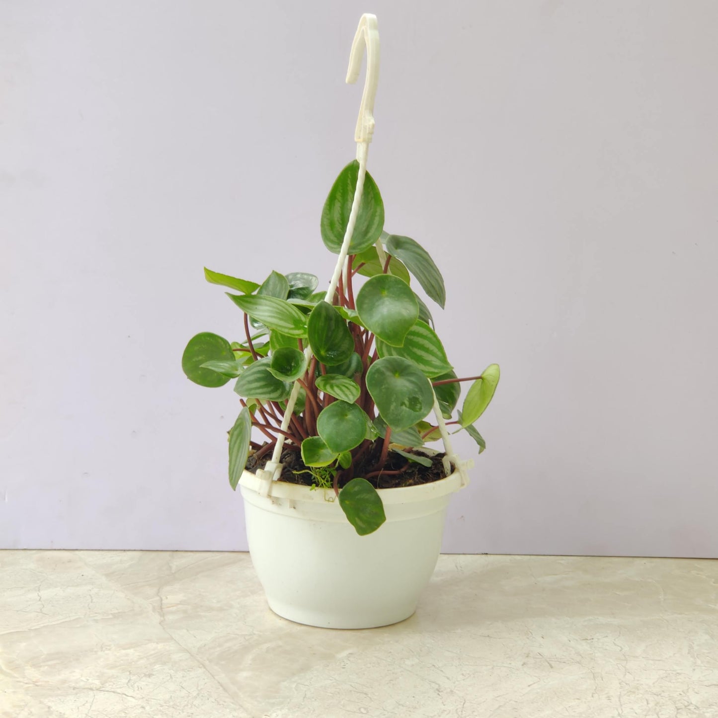 Peperomia Watermelon Hanging 15 cm pot
