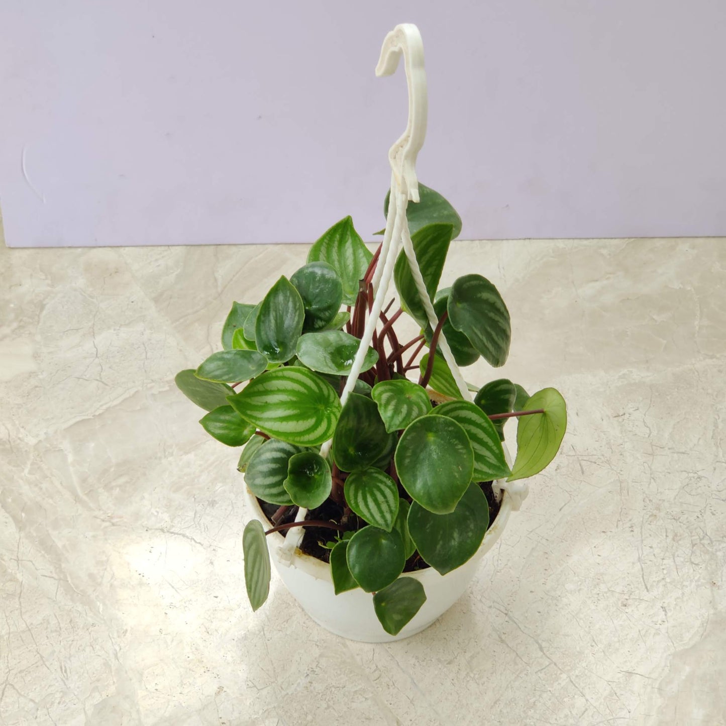 Peperomia Watermelon Hanging 15 cm pot