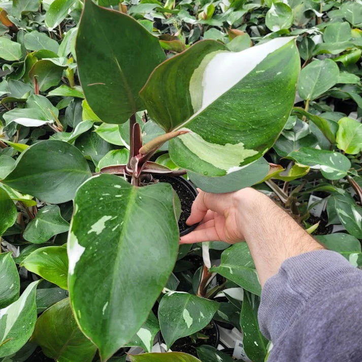 Philodendron white Princess in 5inch pot