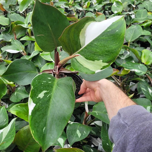 Philodendron white Princess in 5inch pot