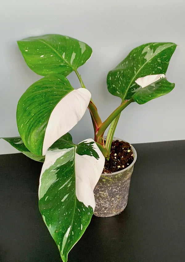 Philodendron white Princess in 5inch pot