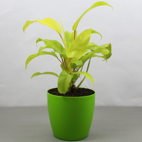 philodendron ceylon gold Buy best quality Philodendron Ceylon Gold plant from plantsden in Bangalore – Plantsden