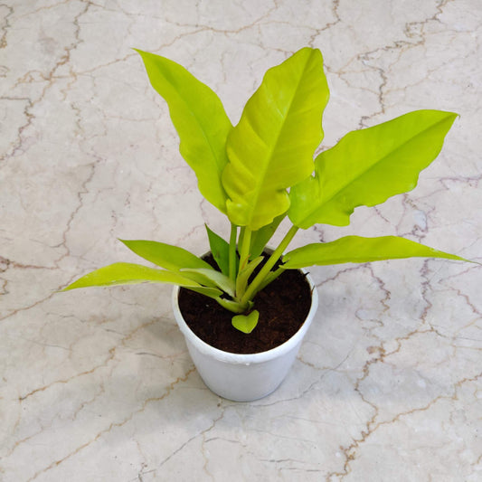 Philodendron Golden Saw 12 cm pot