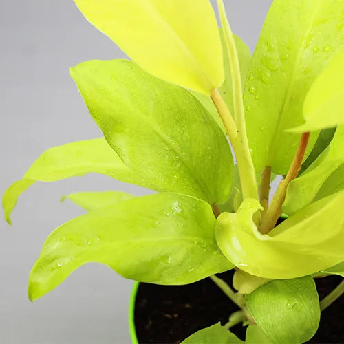 Philodendron Ceylon Gold